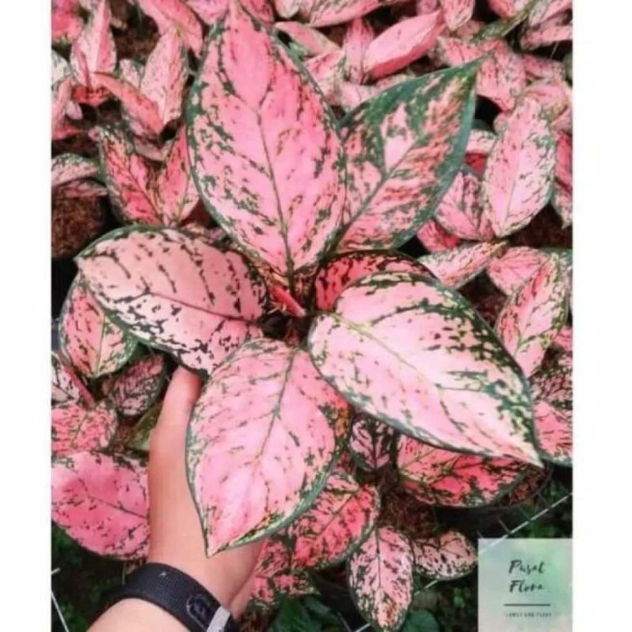 Аглаонема Бидадари