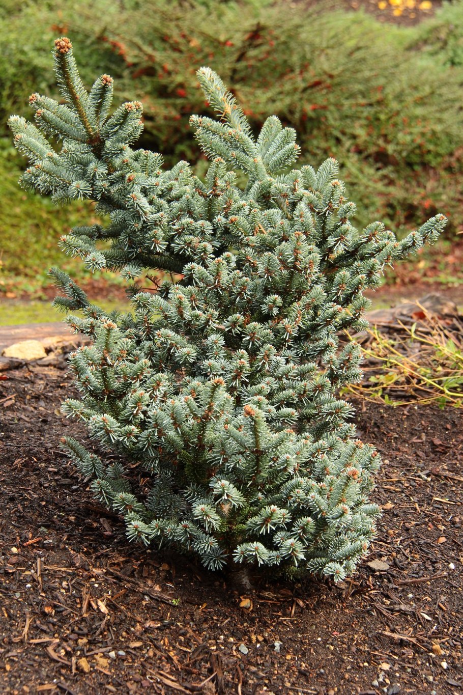 Пихта Мейерс Дварф