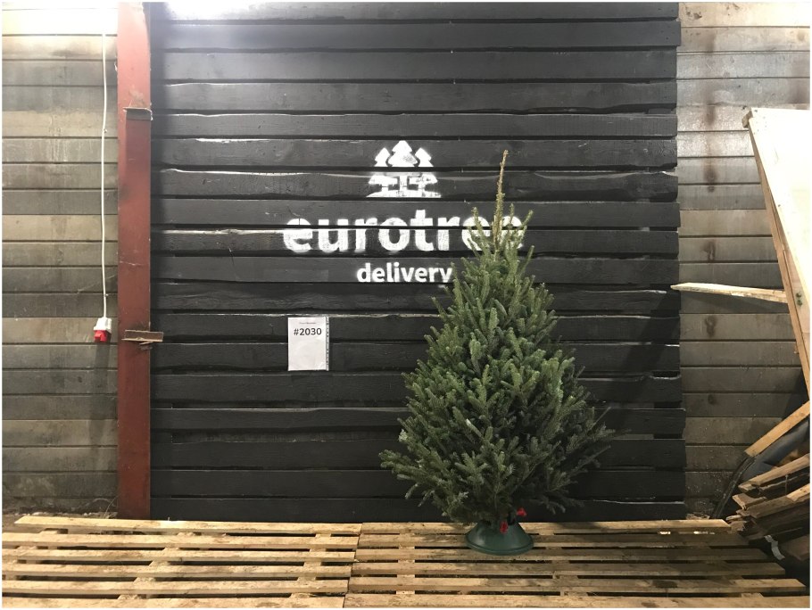 Пихта Фразера шишки