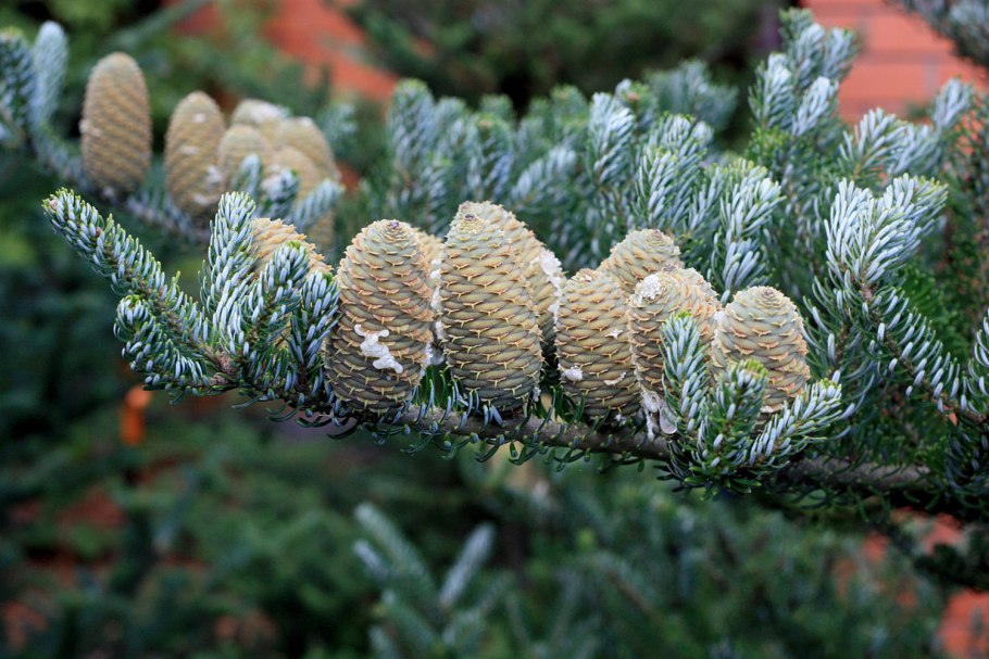 Сегодня узнал о существовании фермы елок