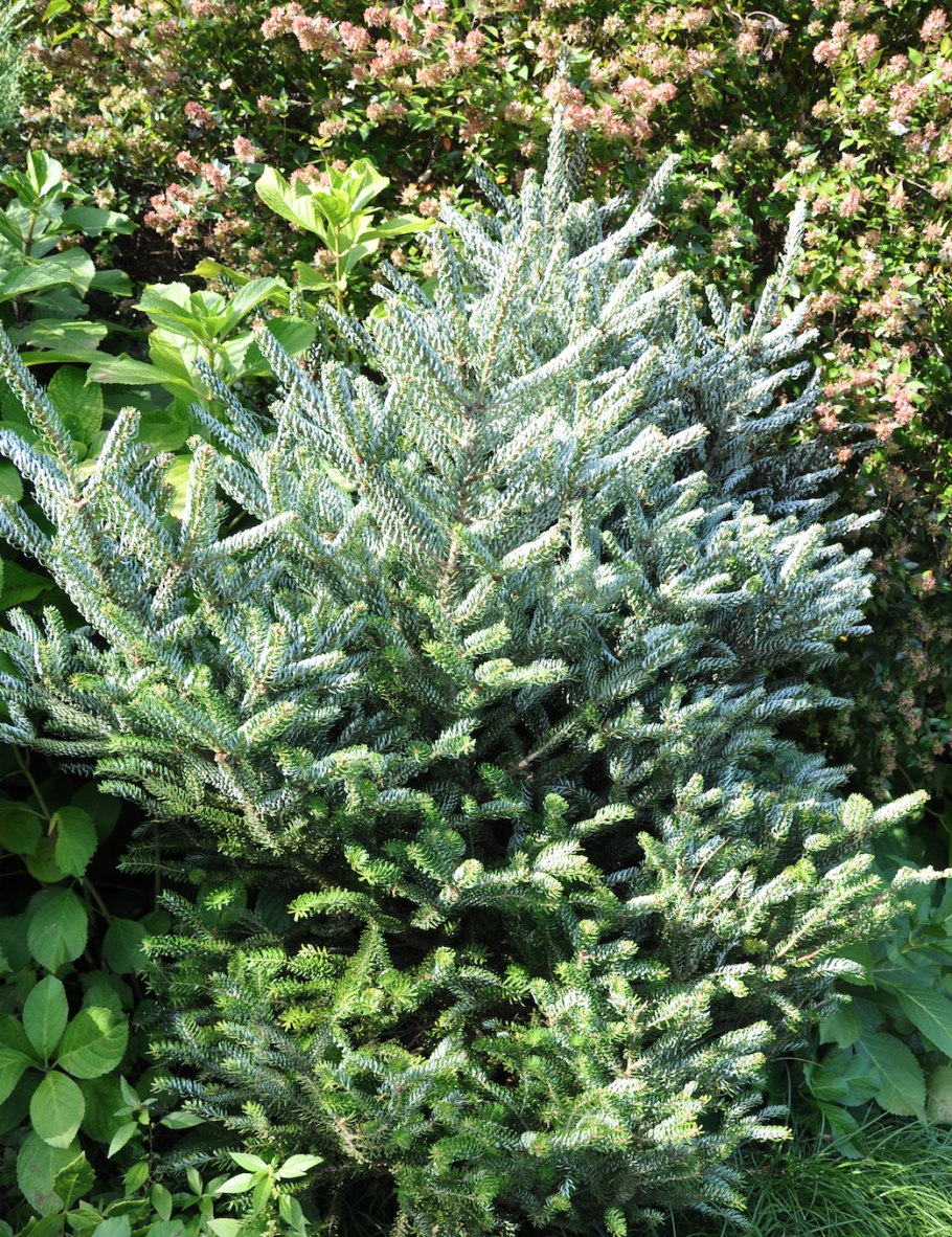 Голубая ель прирост в год