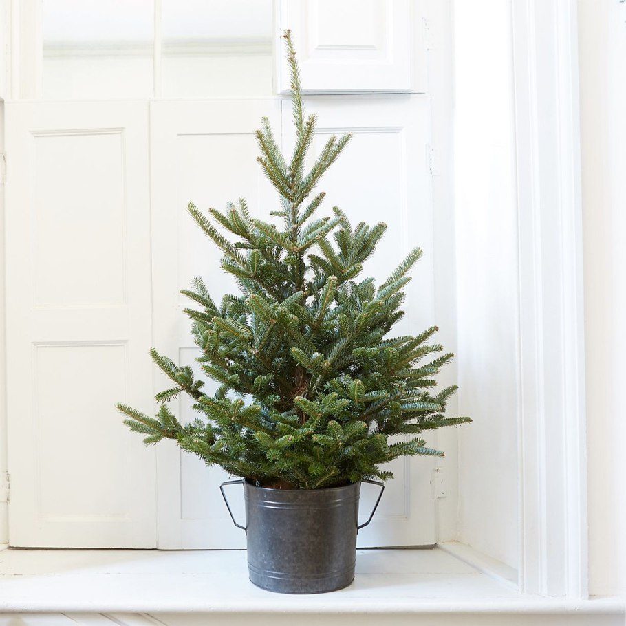 Пихта Нобилис