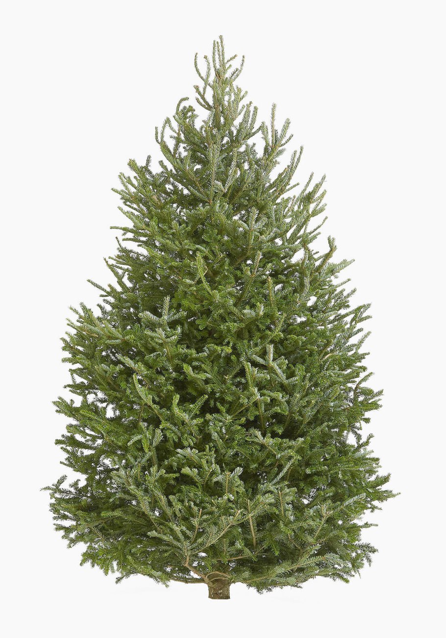 Пихта Фрейзер