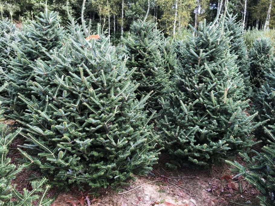 Пихта корейская тундра Abies Koreana 'Tundra'