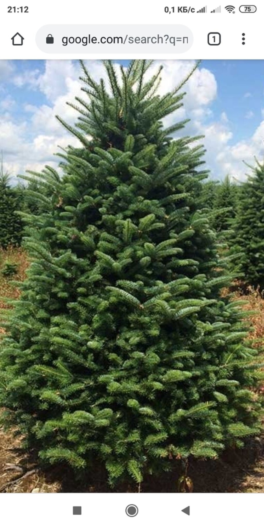 Польская пихта Живая в букете