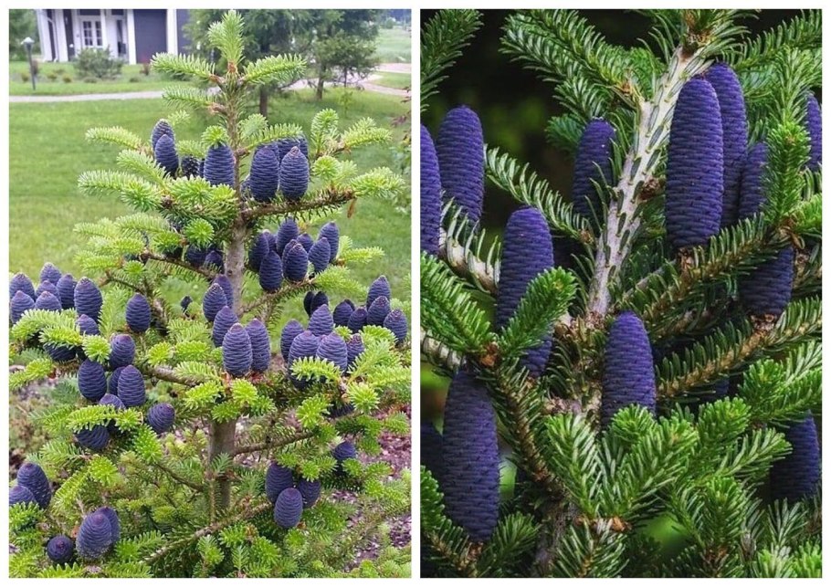 Чем пихта Фразера отличается от сербской ели