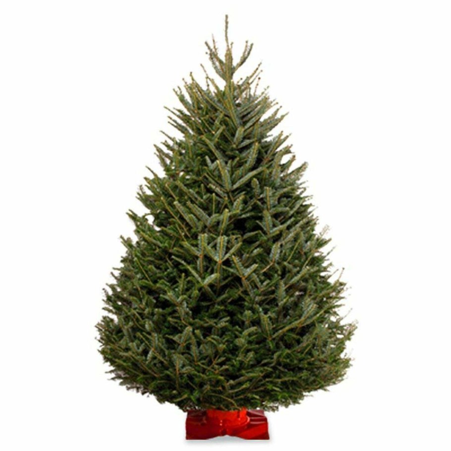 Пихта корейская Koreana