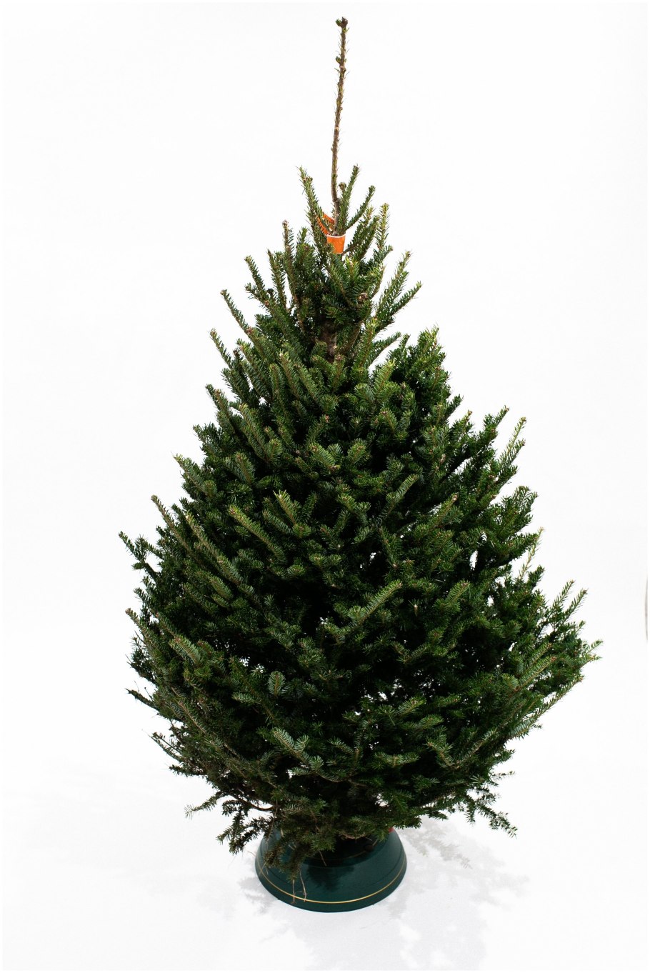 Пихта Фразера бальзамическая