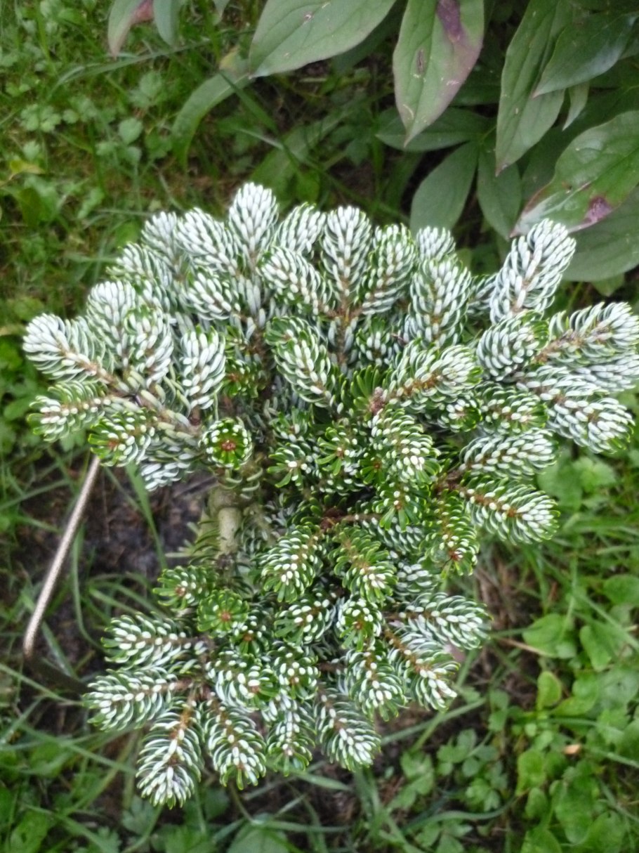 Ель Мейера (Picea meyeri)