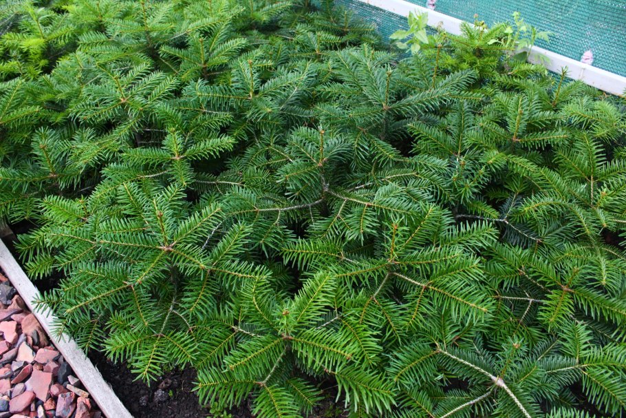 Пихта Фразера 2.5