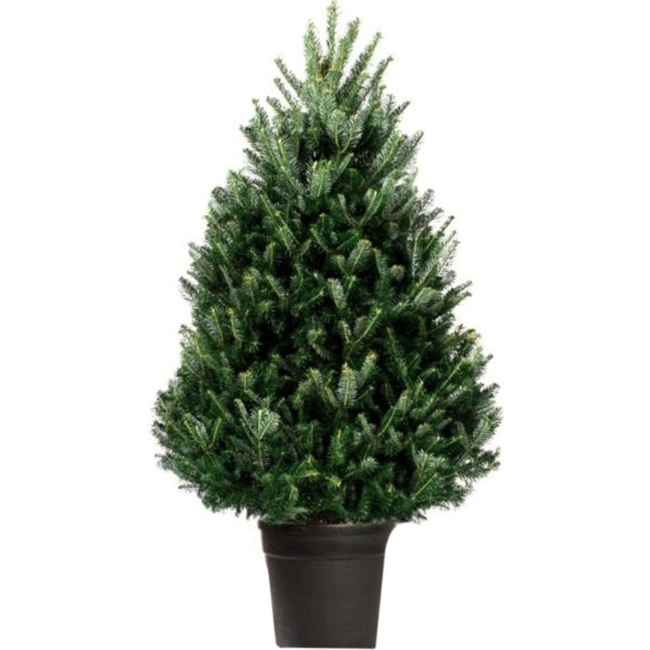 Пихта корейская Silberlocke