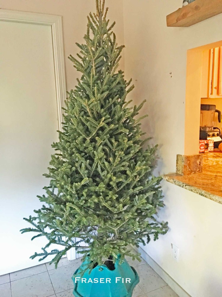 Пихта Абиес Кореана