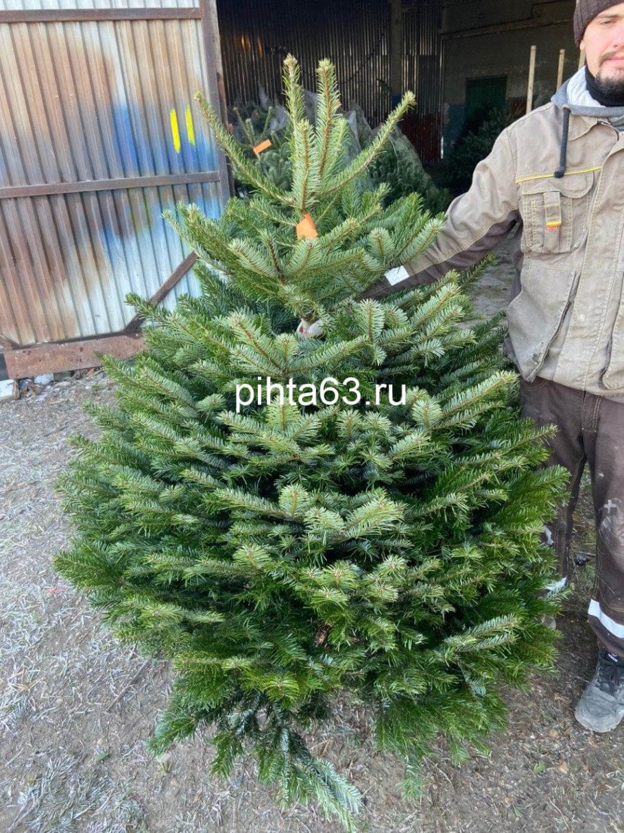 Пихта Кавказская Нордмана