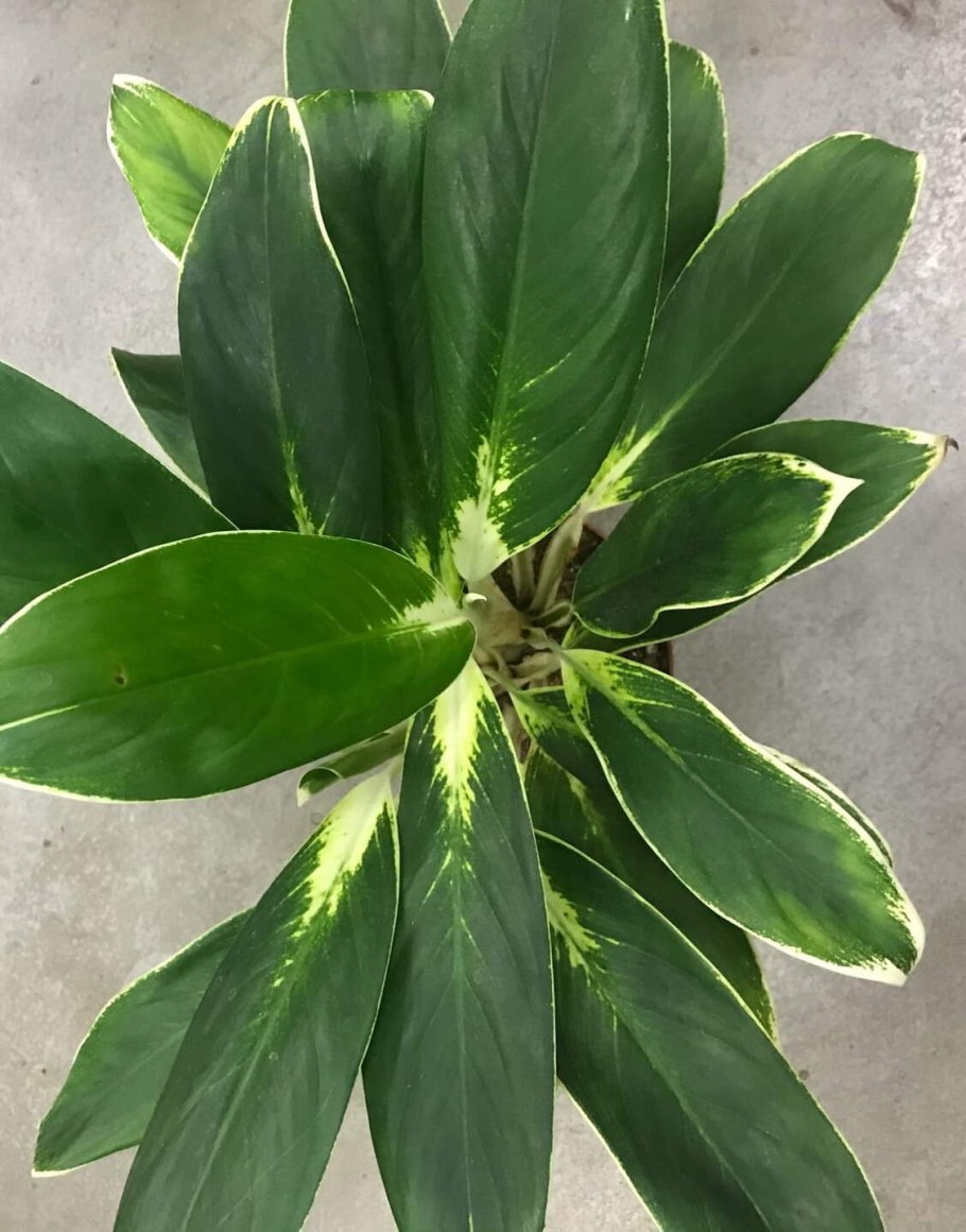 Аглаонема йок Кангана