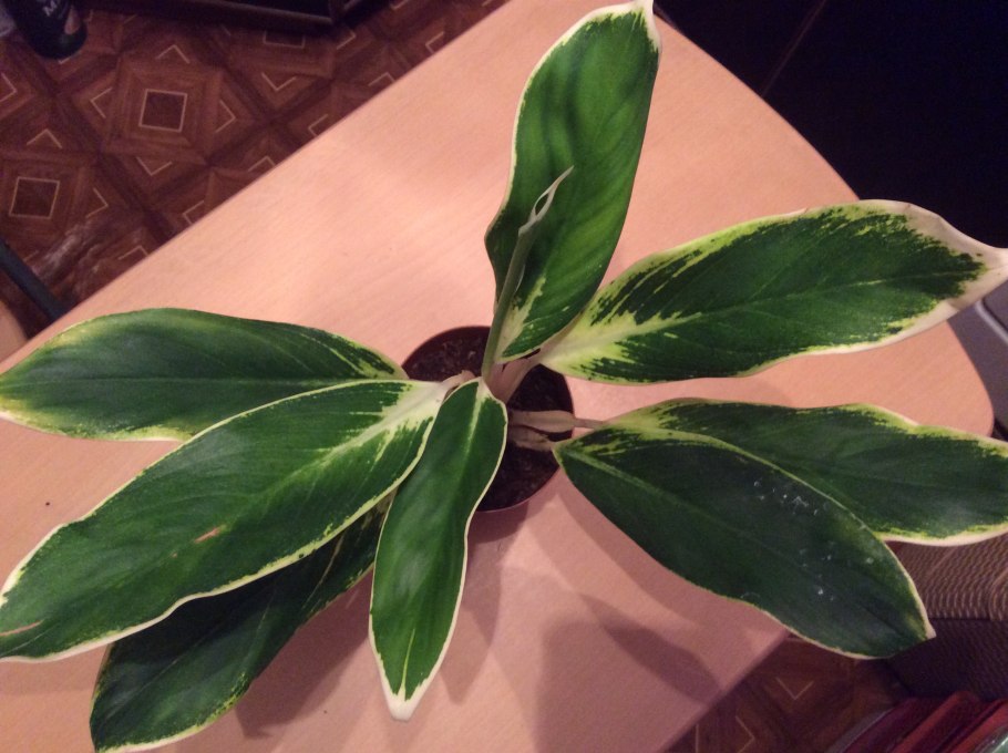 Аглаонема изменчивая