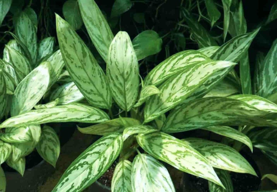 Аглаонема Трейба