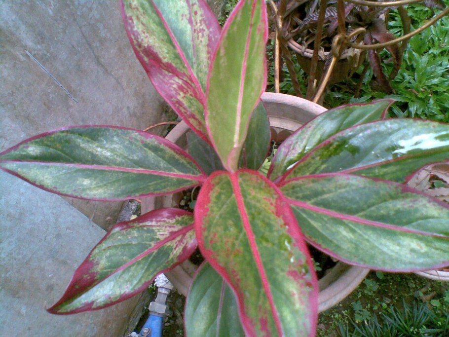 Aglaonema Flamingo/аглаонема Фламинго