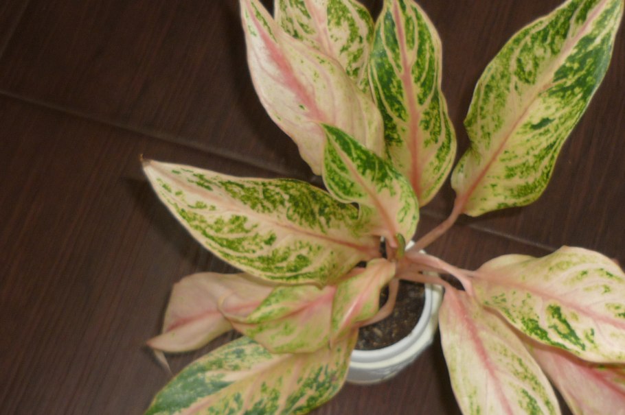 Аглаонема Сакура