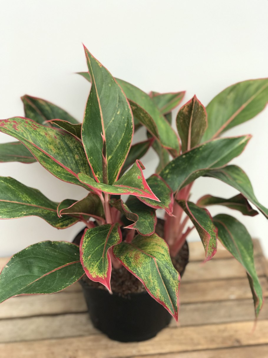 Аглаонема Пикок, Aglaonema Peacock