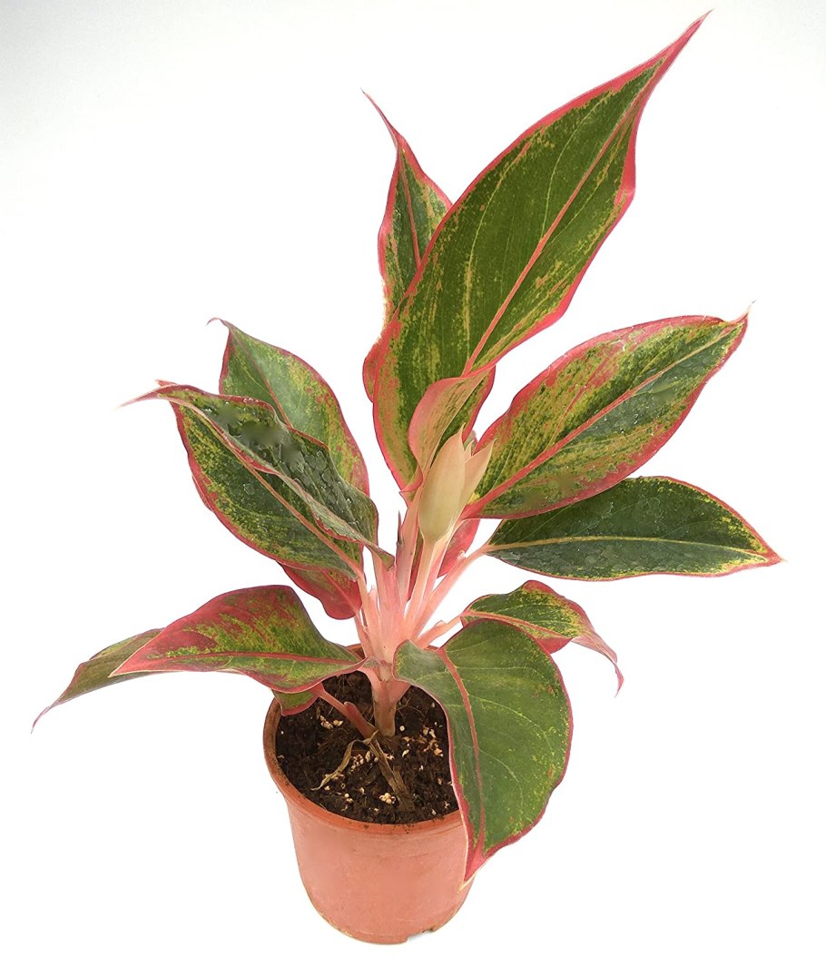 Комнатные растения Chinese Evergreen