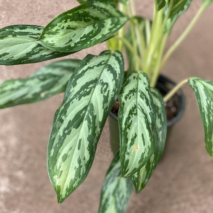 Аглаонема Golden Bracelet