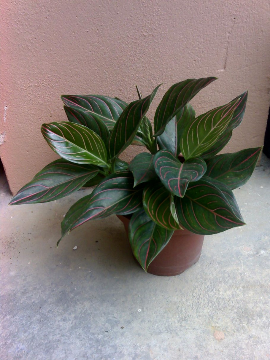 Клапан электропневматический 638м.101.а63s04.PS