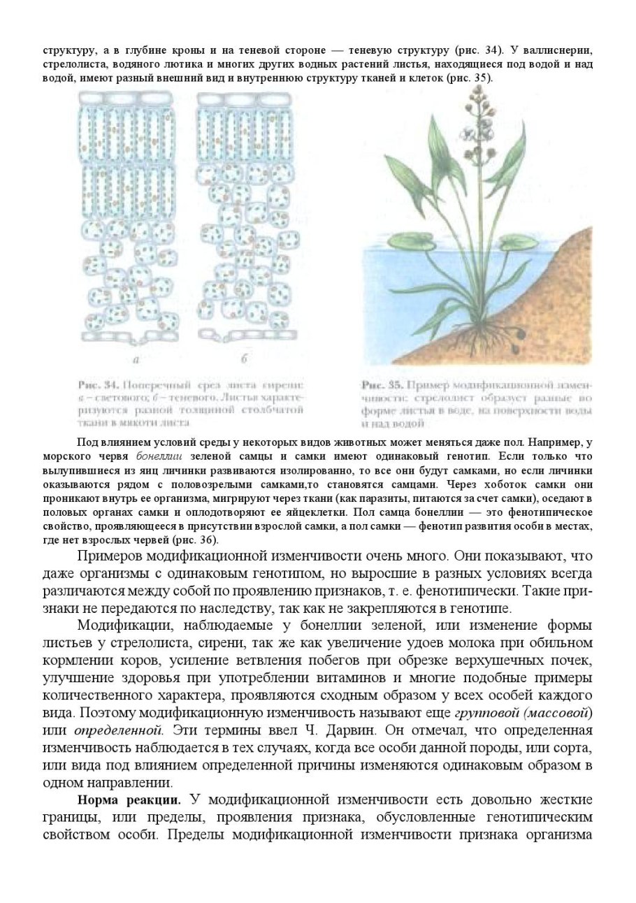 Sagittaria trifolia (стрелолист трёхлистный).