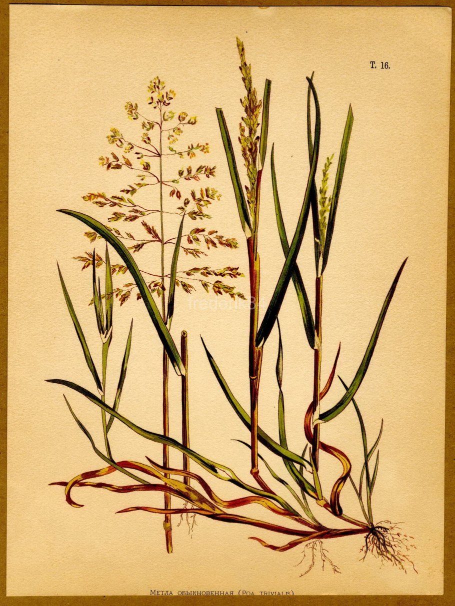 Стрелолист глубоководный