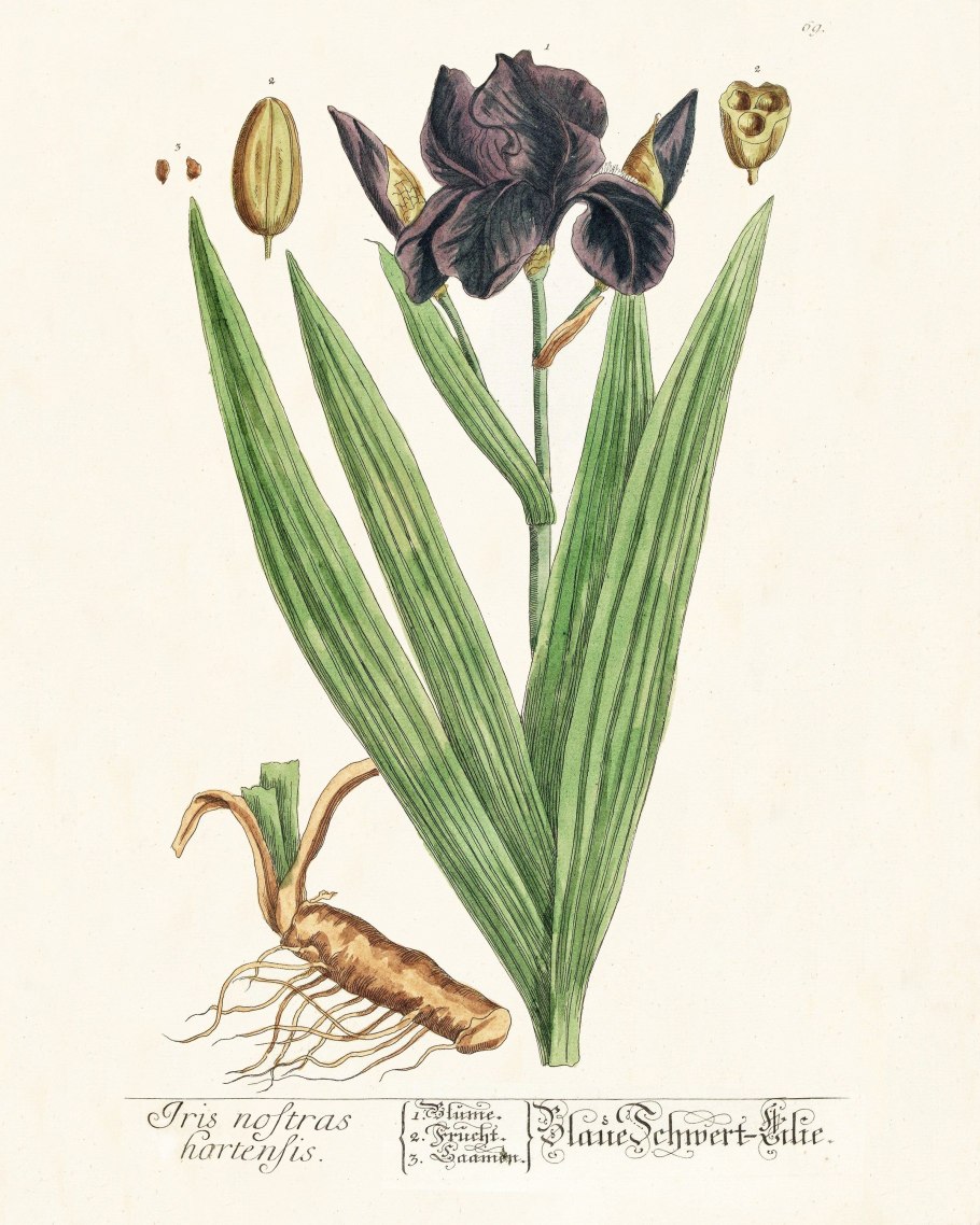 Стрелолист край листа