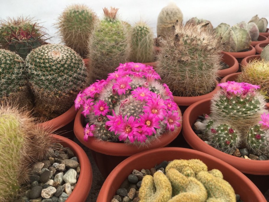 Кактус Гросса