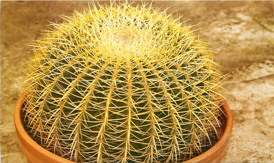 Кактус Ричи