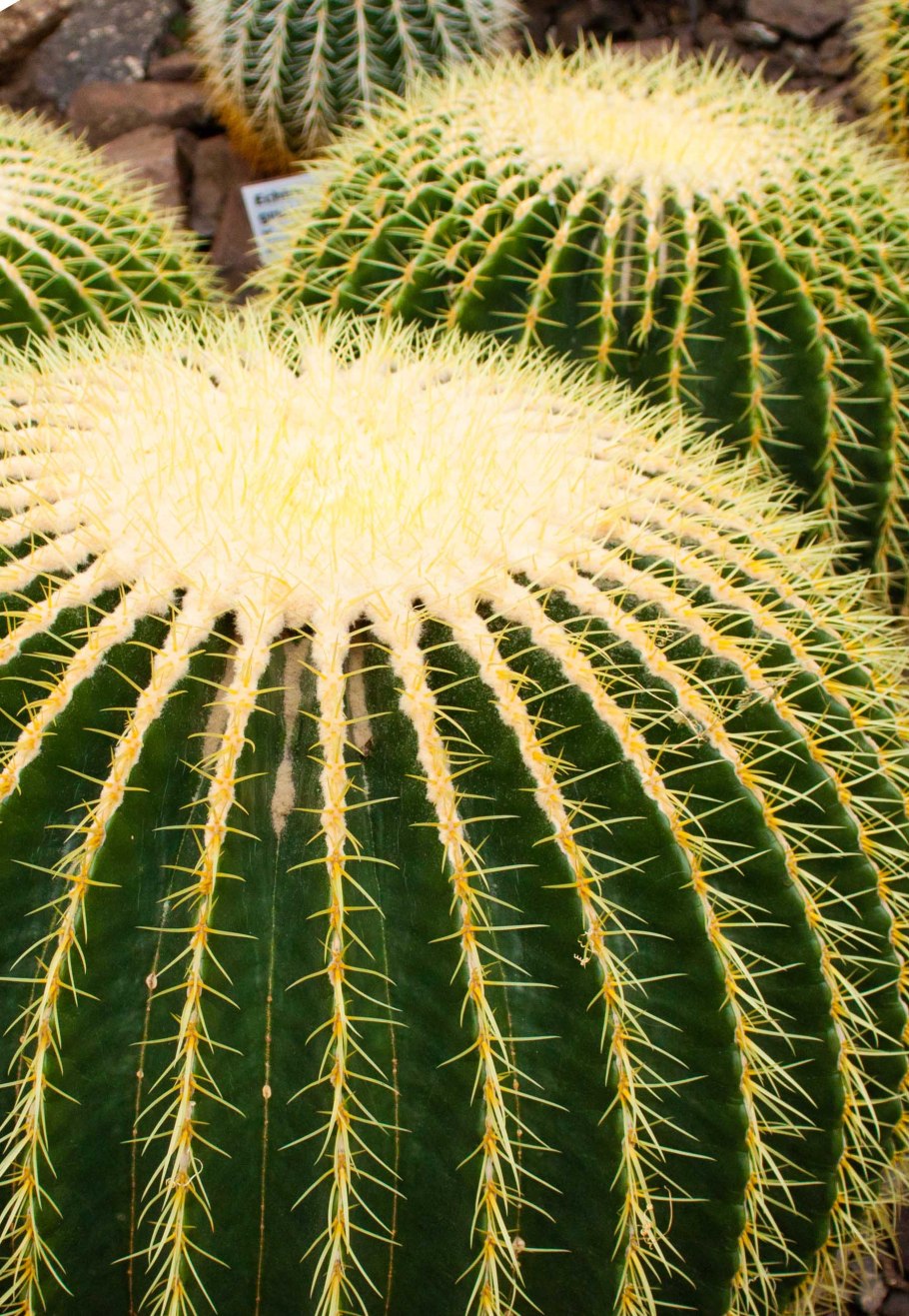 Кактус Гросса