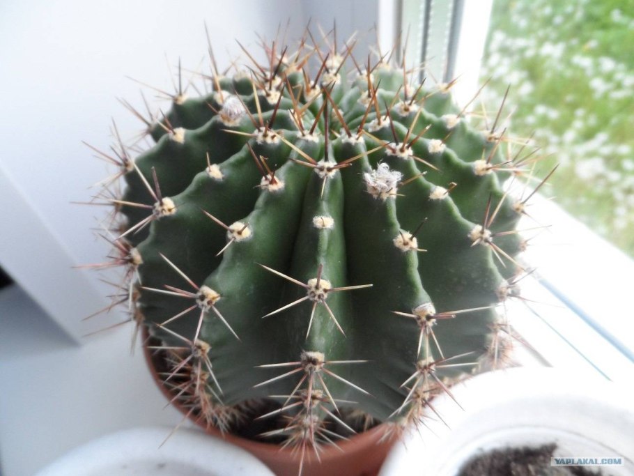 Кактусовидные Суккуленты