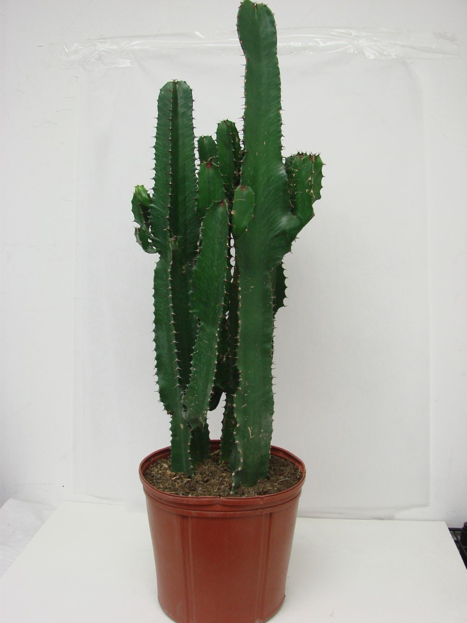 Цветущие виды кактусов