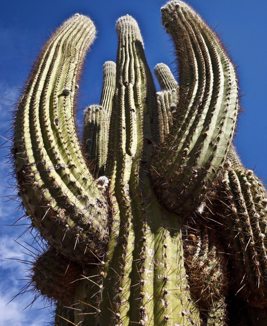 Sulcorebutia kruegeri