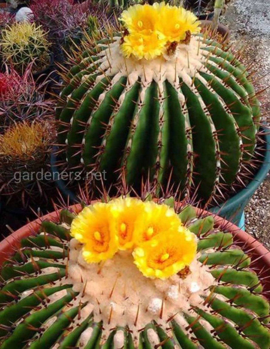 Кактус декабрист ФИЛЛОКАКТУС