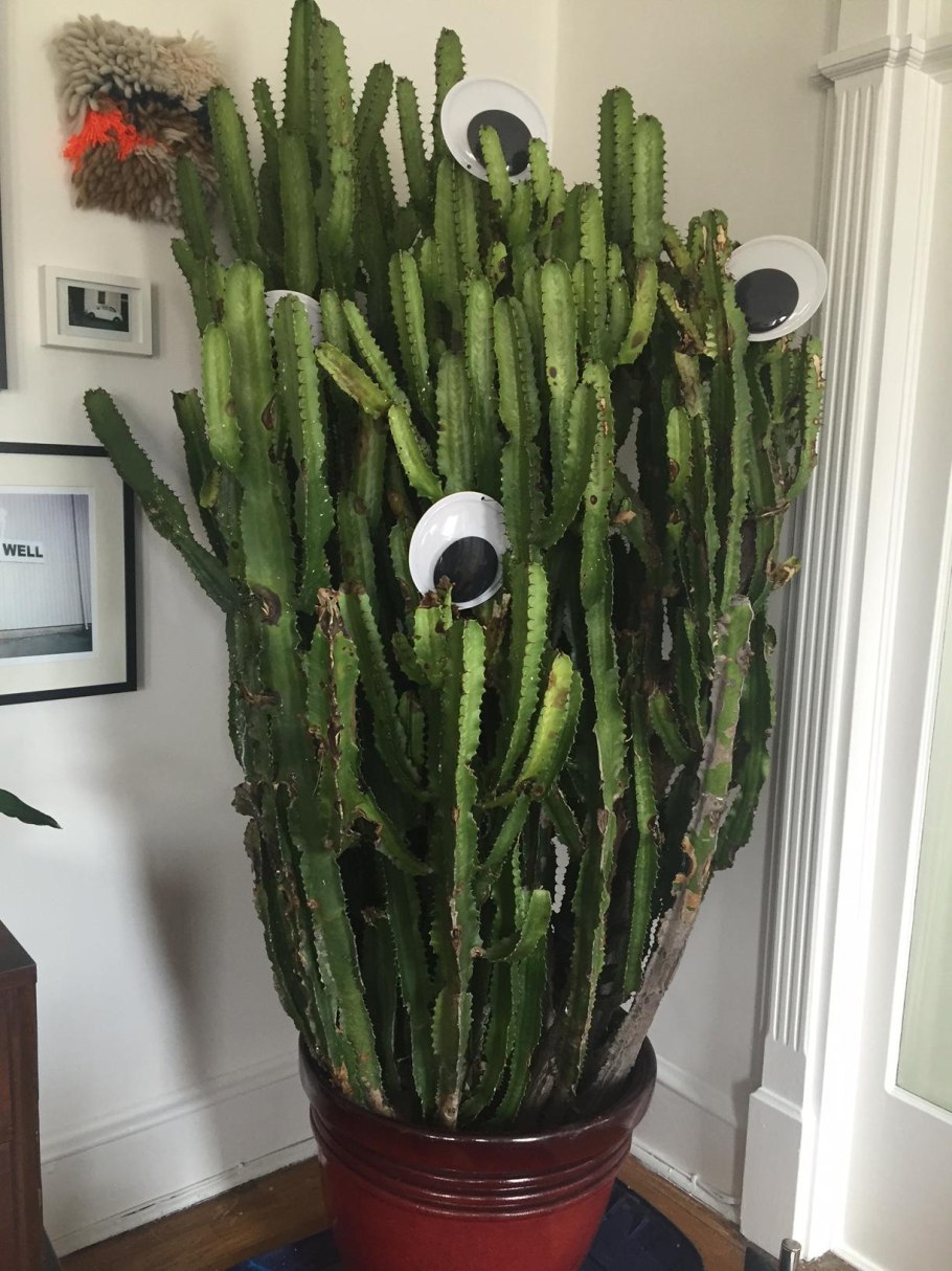 Кактус Гросса