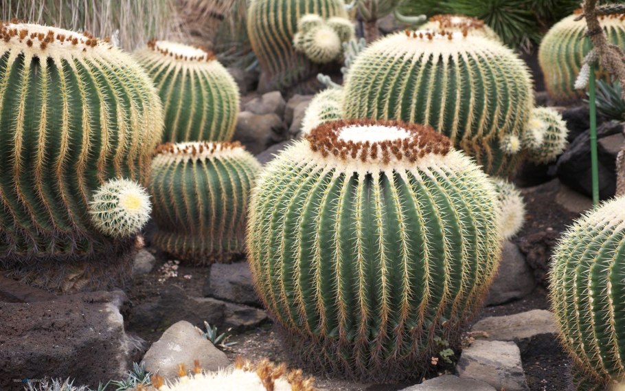 Кактус Сан Педро