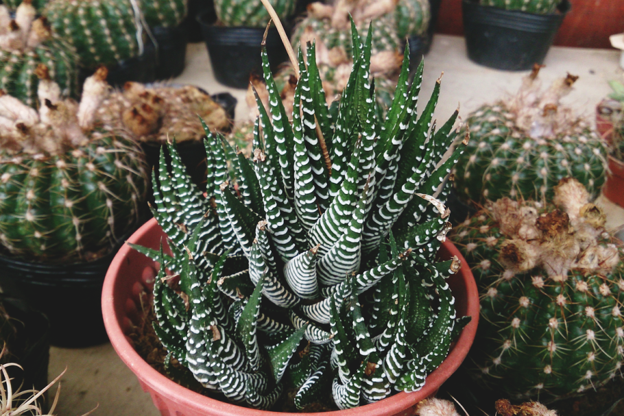 Опунция пилифера