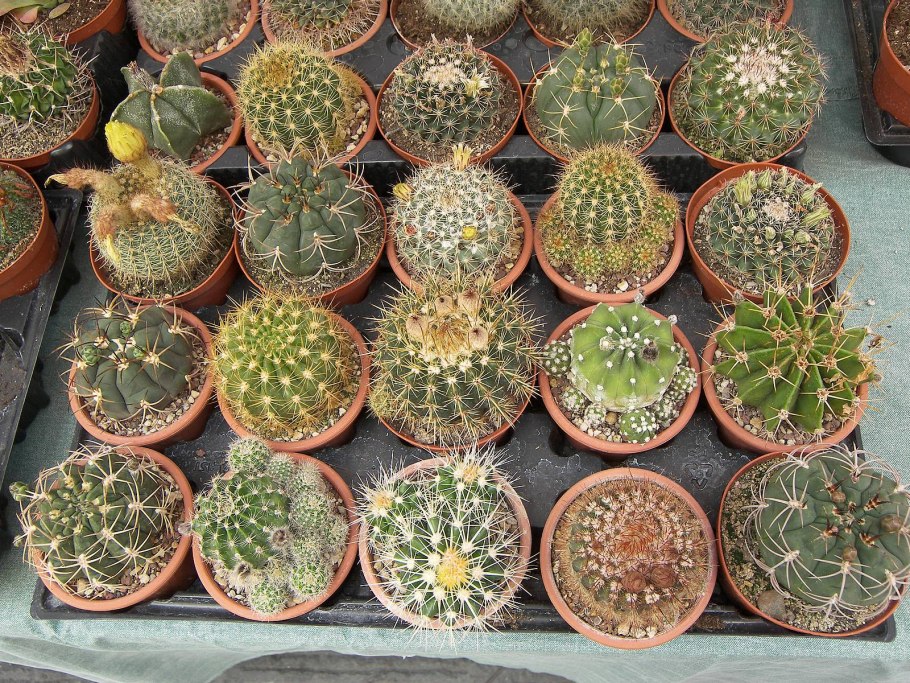 Кактус большой комнатный