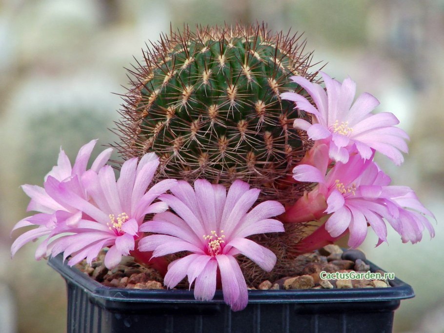 Кактус плантс