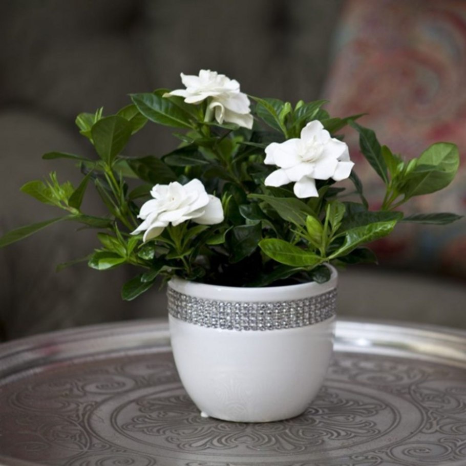 Гардения букет