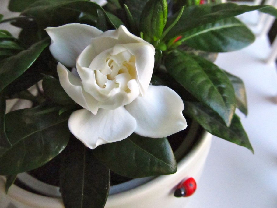 Гардения jasminoides