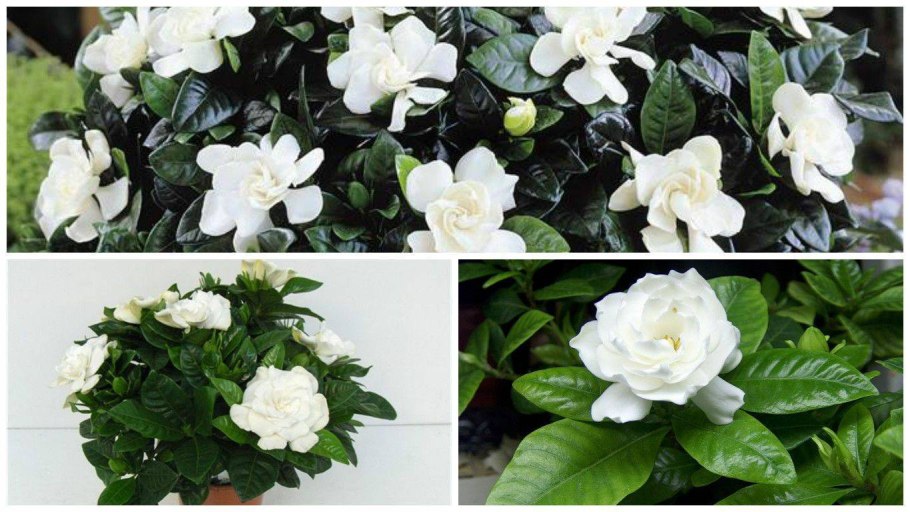 Гортензия крупнолистная Bavaria