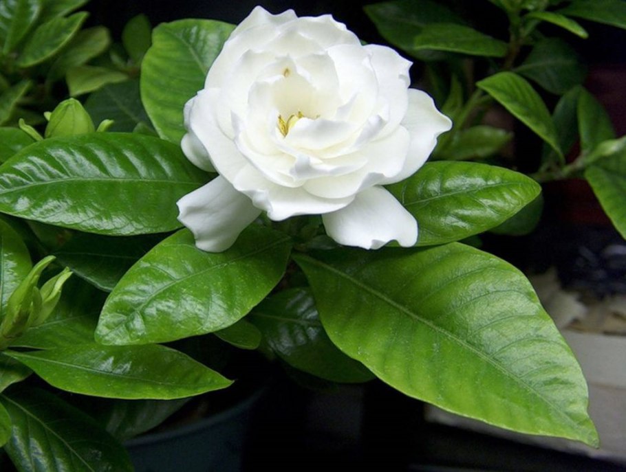 Бегония жасминовидная