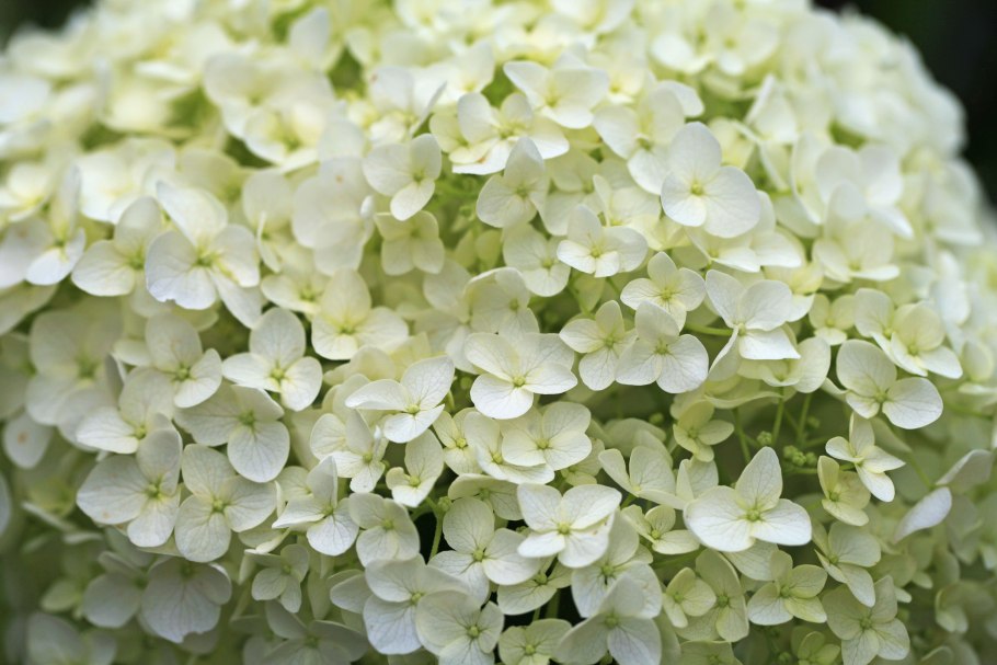 Цветок Гардения жасминовидная