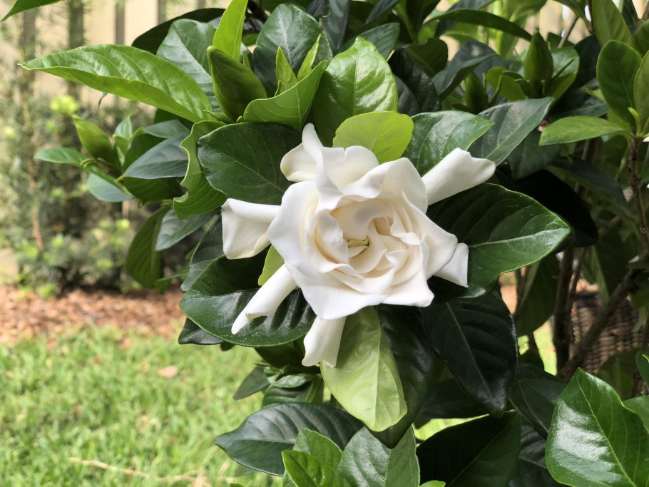 Гардения жасминовидная кустарник