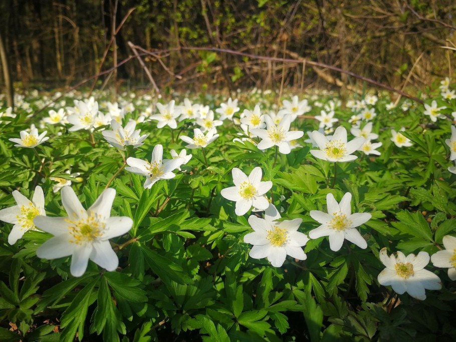 Ветреница Лесная (Anemone Sylvestris)