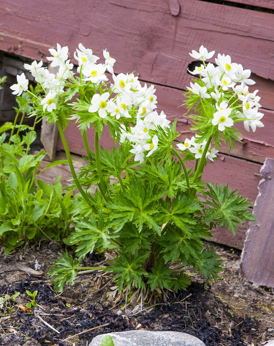 Анемона ветреница