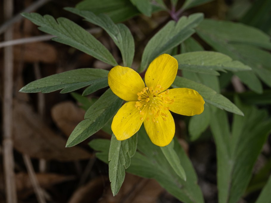 Anemone ветреница Дубравная